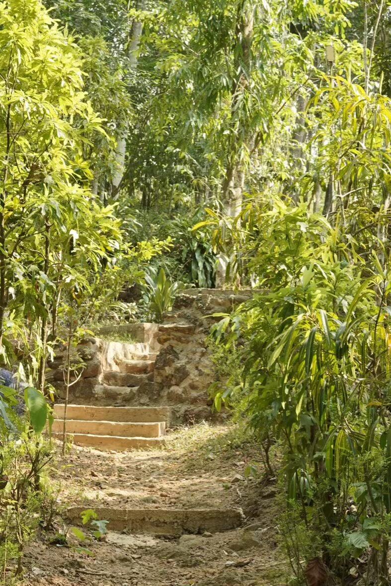 Garden path through bamboo